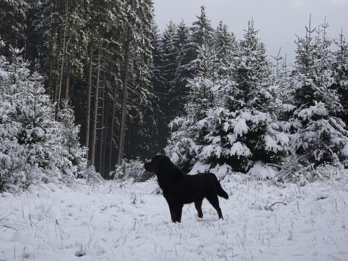 Urlaub Mit Hund Auf Dem Bauernhof Hofswald Apartment Euscheid Ngoại thất bức ảnh